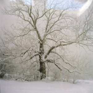 stapfen1