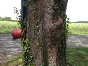 Baum mit Wasseranschluss